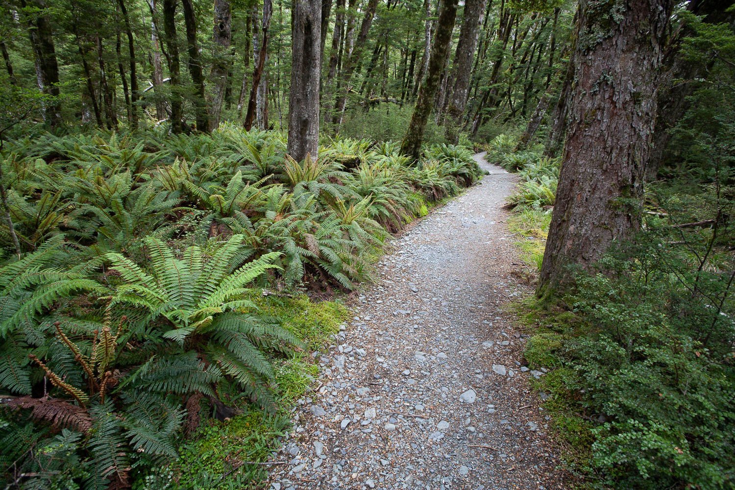 A pathway between the thick plants and trees, The Routeburn Track #2 - New Zealand