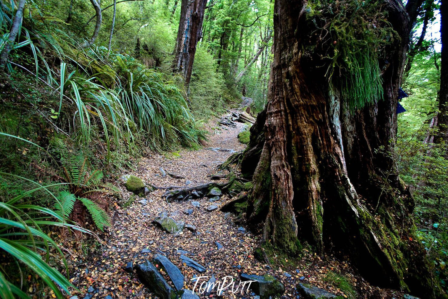 A thick tree stem in a forest, The Routeburn Track #3 - New Zealand