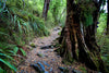 A thick tree stem in a forest, The Routeburn Track #3 - New Zealand