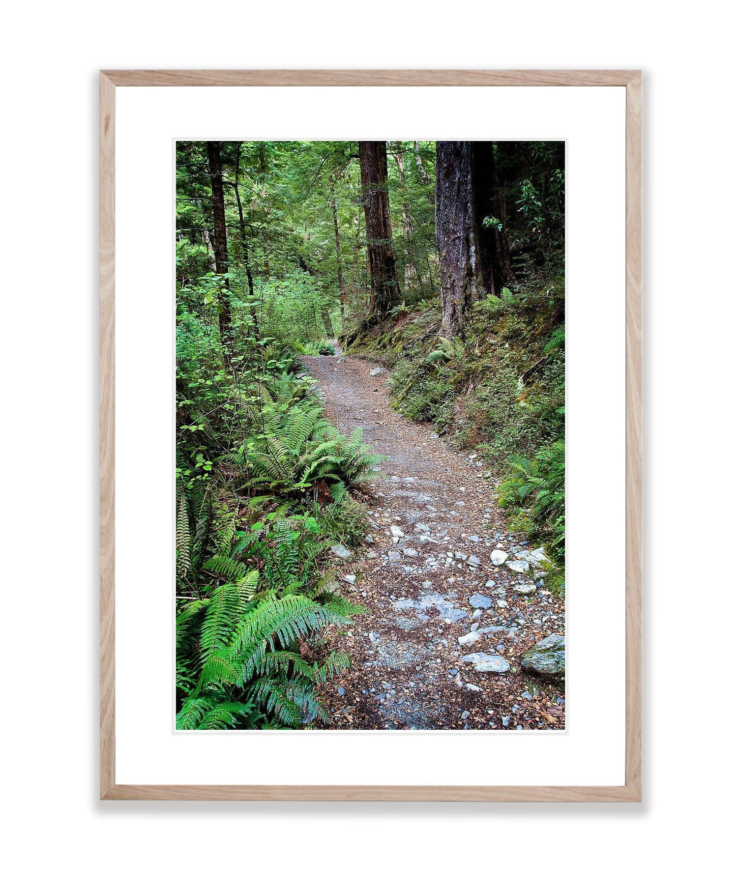 Journey Begins, Routeburn Track, NZL