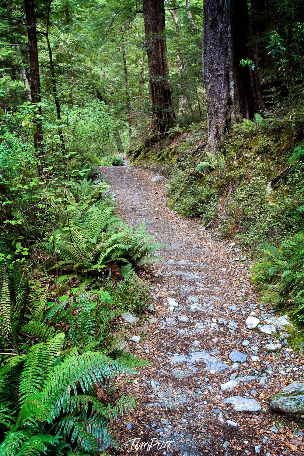 A pathway between a forest with trees and plants around, The Routeburn Track #4 - New Zealand