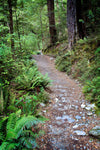 A pathway between a forest with trees and plants around, The Routeburn Track #4 - New Zealand