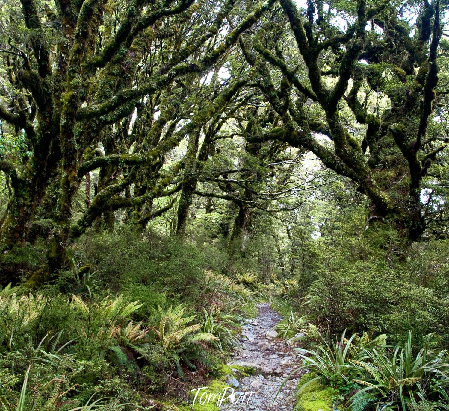 A pathway in the forest with thick messy trees branches over, The Routeburn Track #5 - New Zealand 