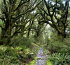 A pathway in the forest with thick messy trees branches over, The Routeburn Track #5 - New Zealand 