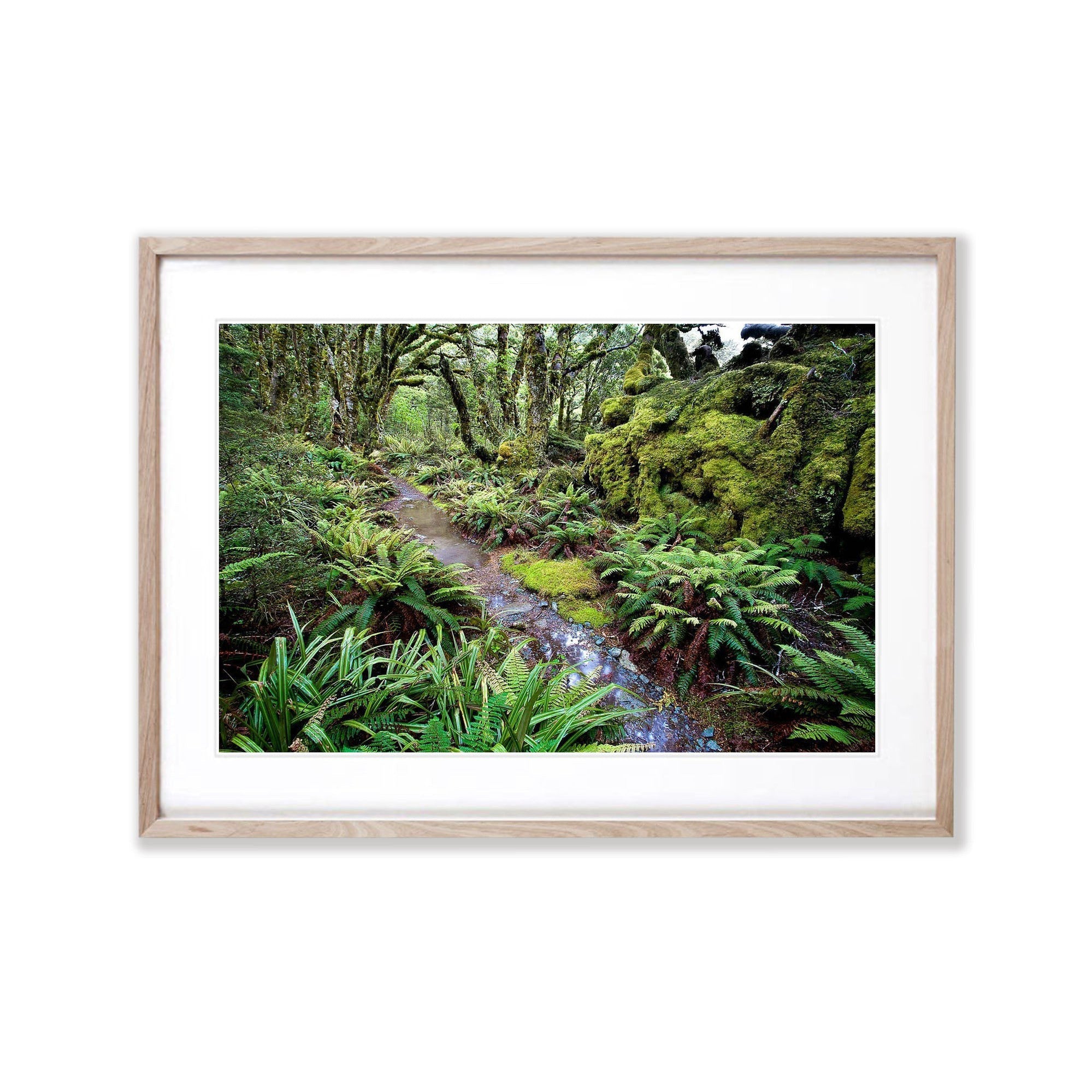 The Routeburn Track through the rainforest - New Zealand