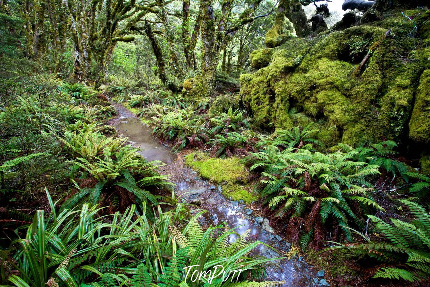 A pathway in the forest with thick green plants around, The Routeburn Track through the rainforest - New Zealand