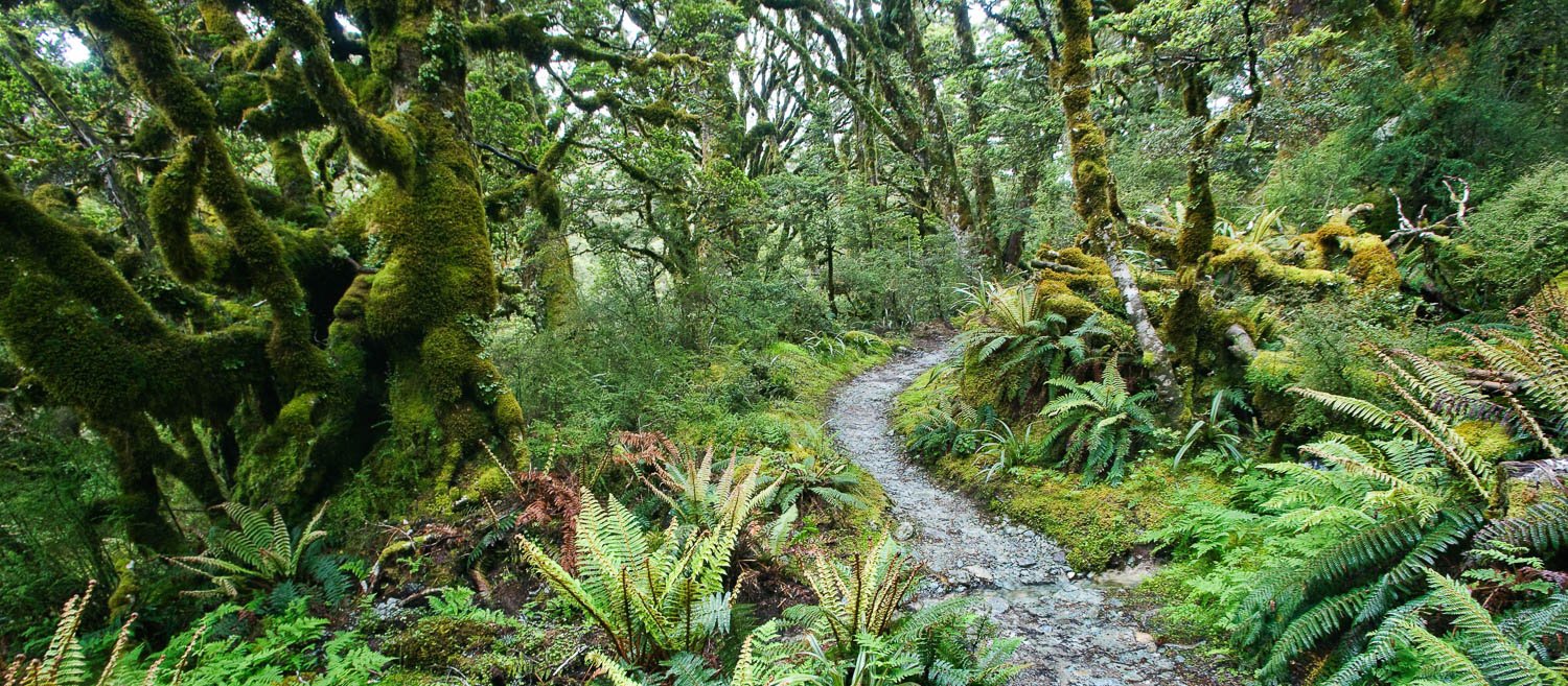 A pathway in the forest with thick green plants around, The Routeburn Track through the rainforest - New Zealand