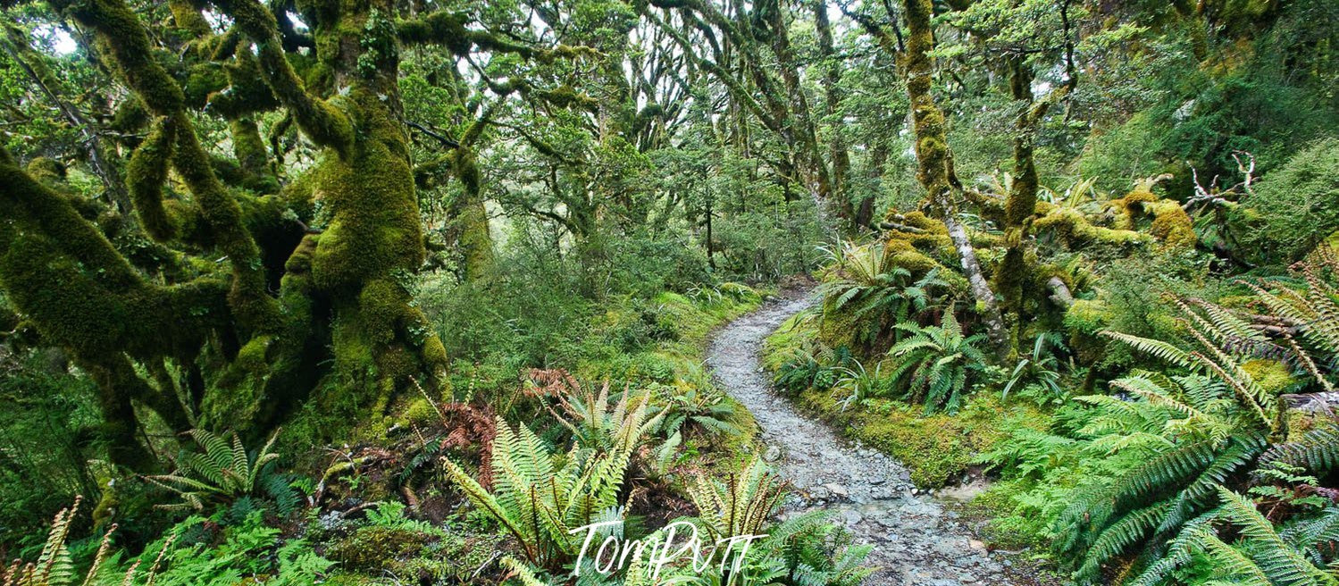 A pathway in the forest with thick green plants around, The Routeburn Track through the rainforest - New Zealand