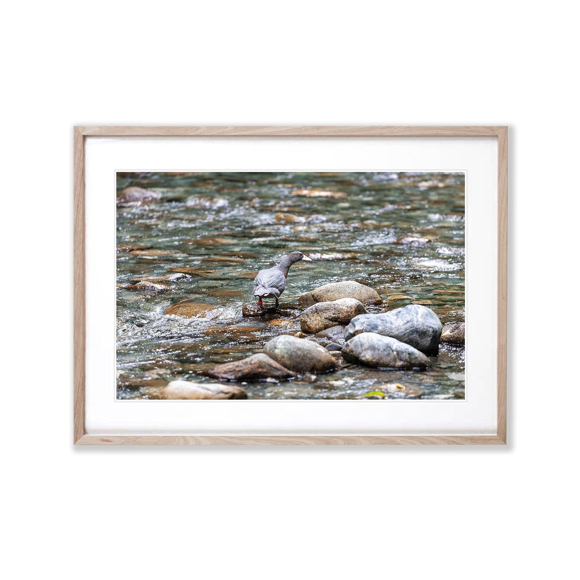 The rare Blue Duck or whio, Milford Track - New Zealand