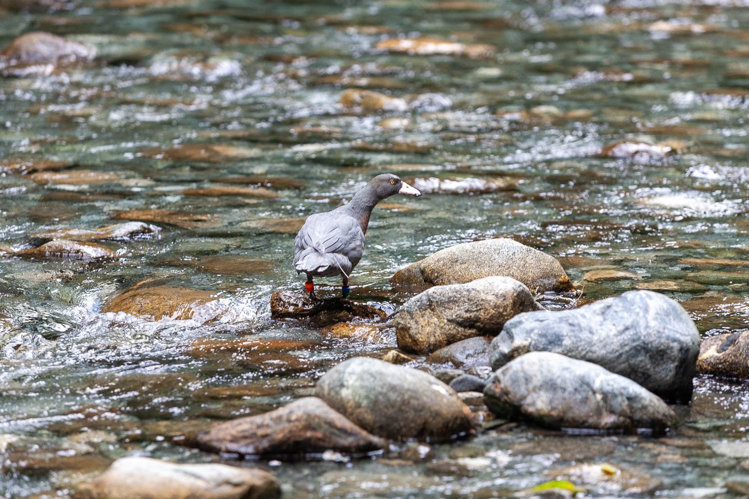 The rare blue duck/ wiho is standing in feet-water with the lake stones surrounded, Milford Track – New Zealand.