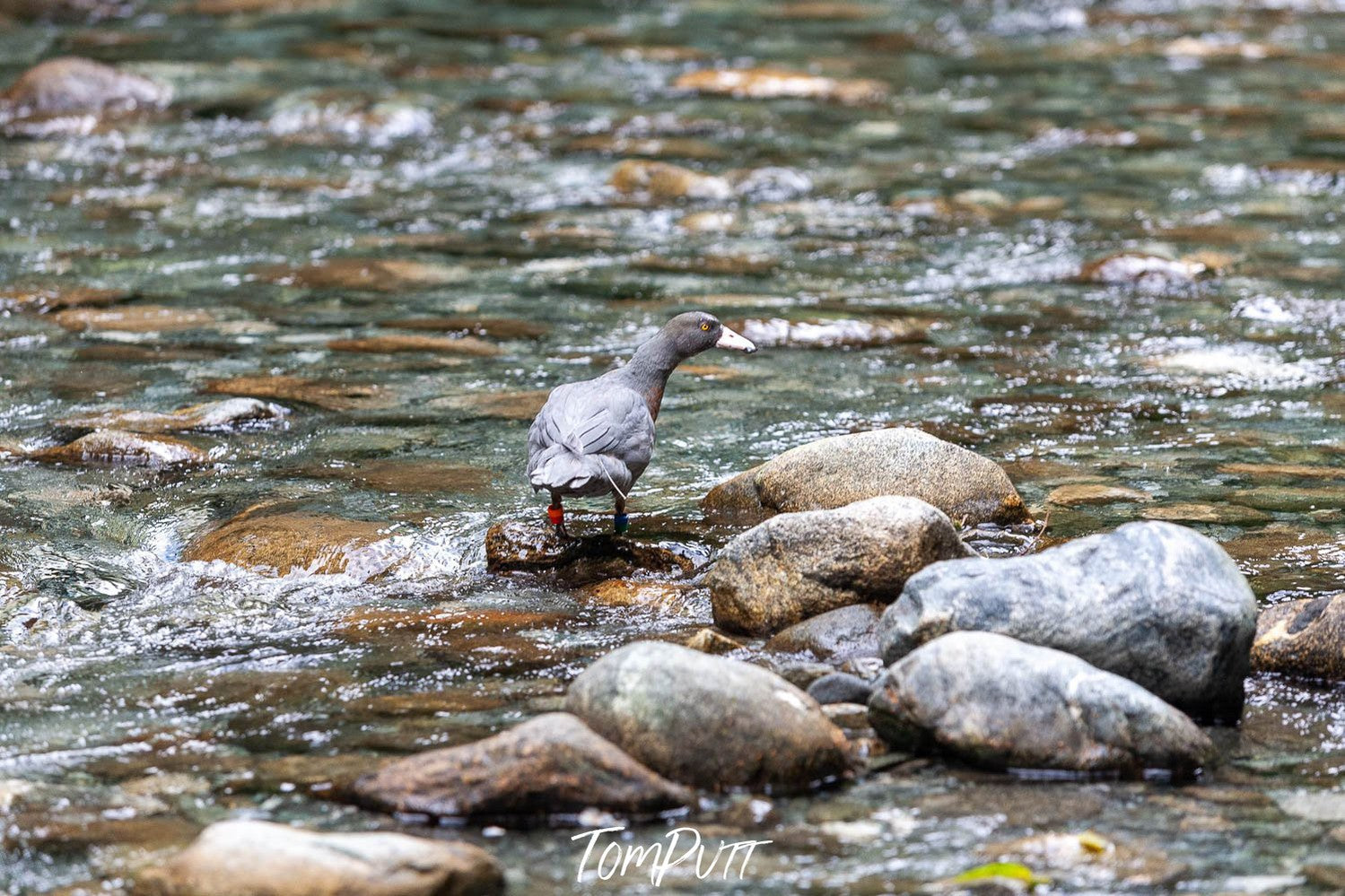 The rare blue duck/ wiho is standing in feet-water with the lake stones surrounded, Milford Track – New Zealand.