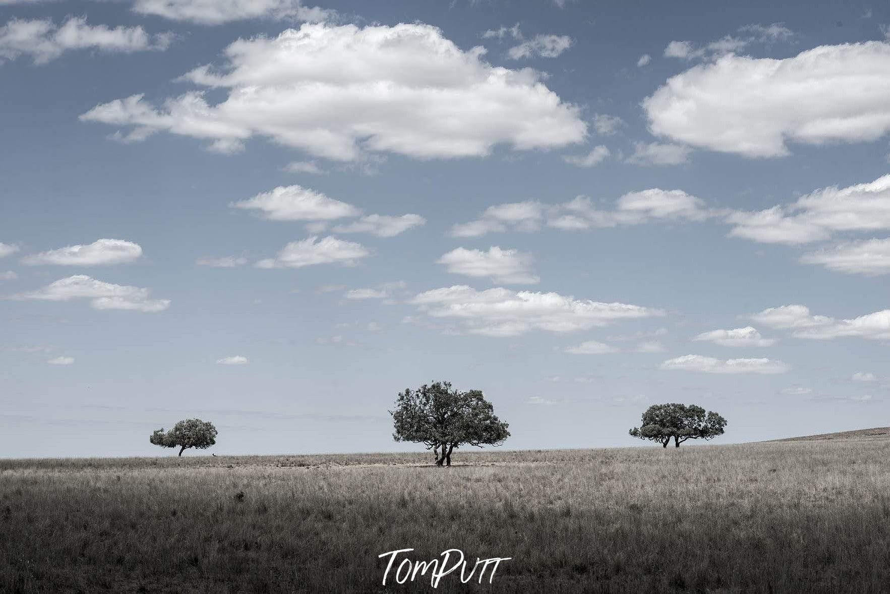 three lone trees in a dry crop field, Three Amigos - Flinders Ranges SA