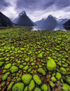 Countless small green stones with some high mountains behind, Tide Out, Milford Sound - New Zealand