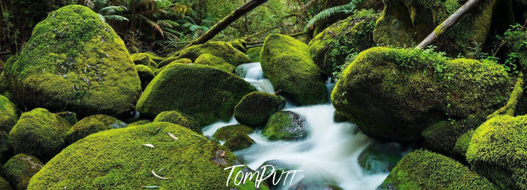 Small watercourse between big boulders covered with fresh grass and bushes, Toorongo River, Gippsland