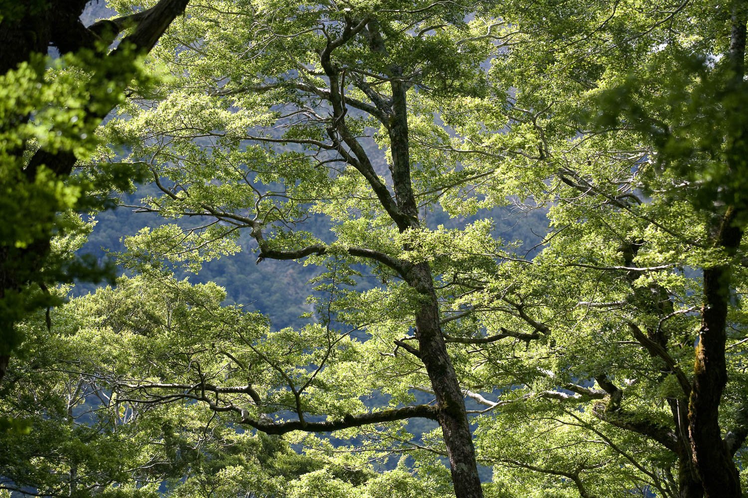 Trees with many branches full of leaves, Tree Canopy, Routeburn Track - New Zealand
