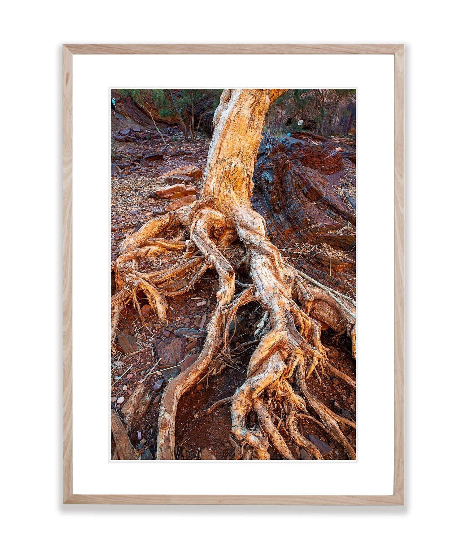 Tree Roots, Hammersley Gorge, Karijini, WA