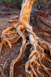 Long roots of a tree knotting around 