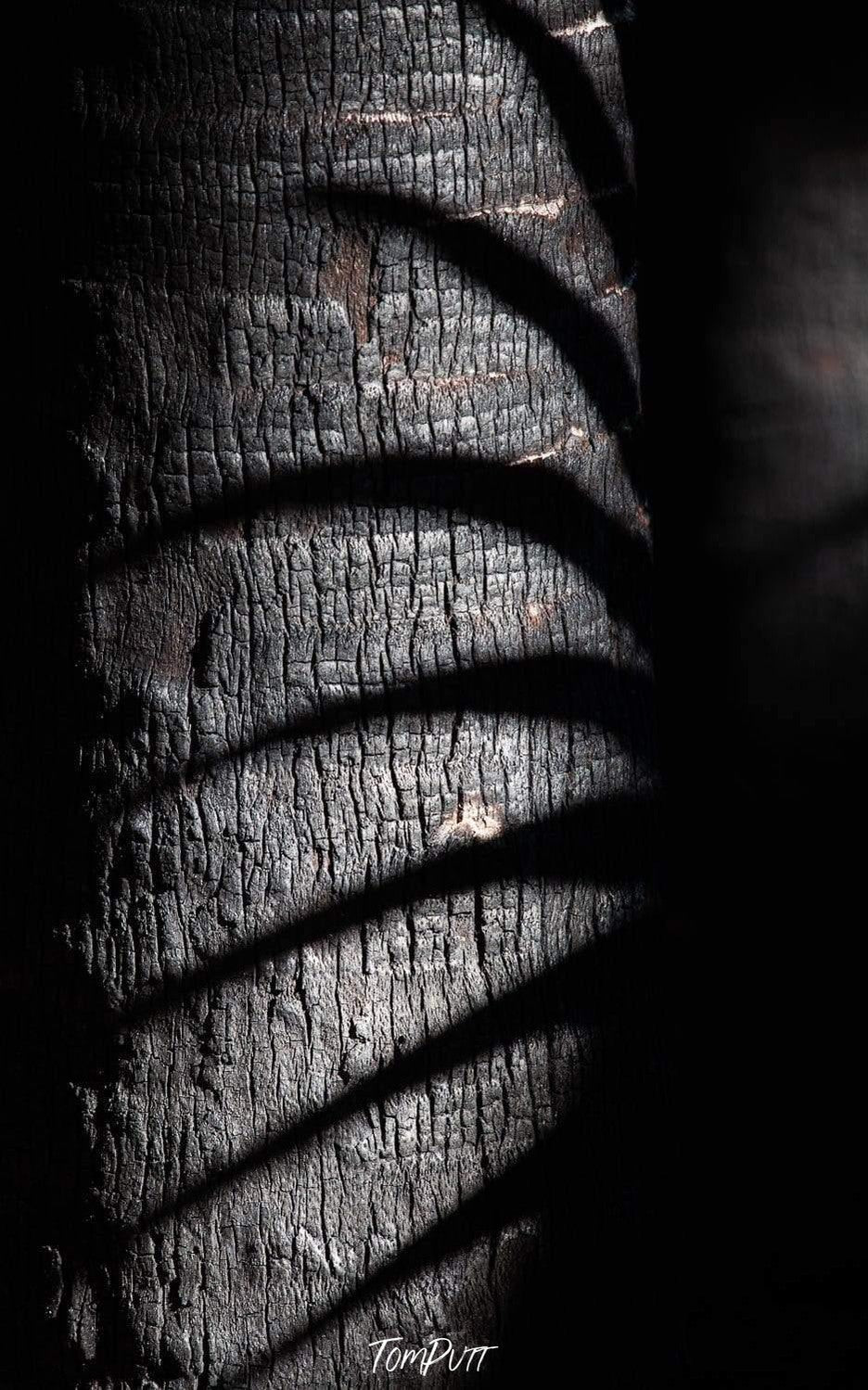 Shadows of plants on a dark thick tree stem, Tree Shadows - The Kimberley, WA