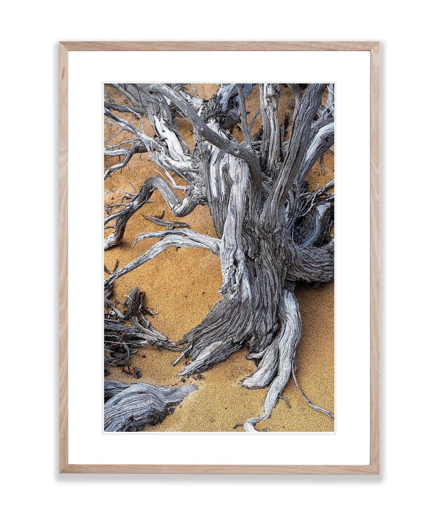 Tree Trunk, Kangaroo Island, South Australia