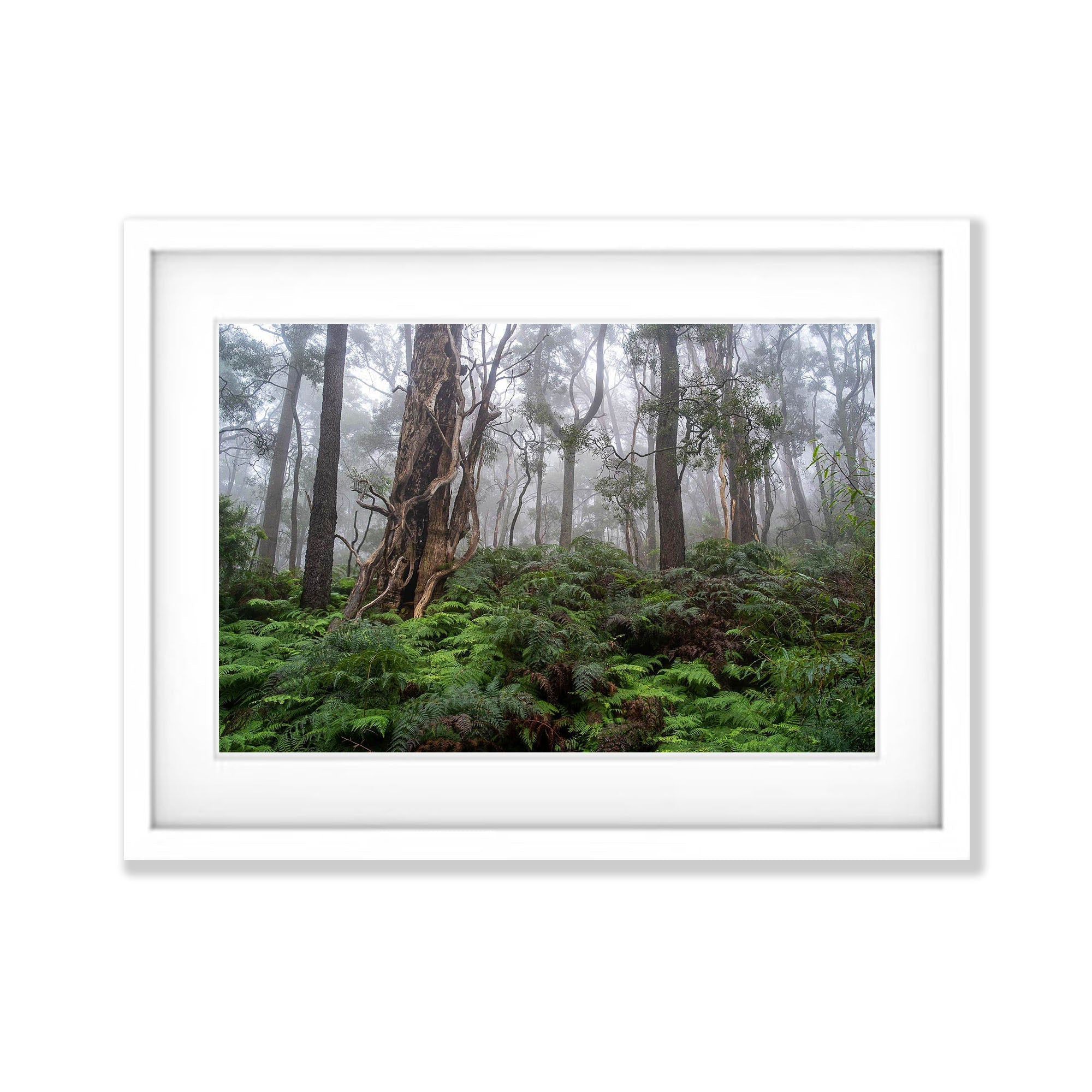 Twisted Forest - Mornington Peninsula, VIC