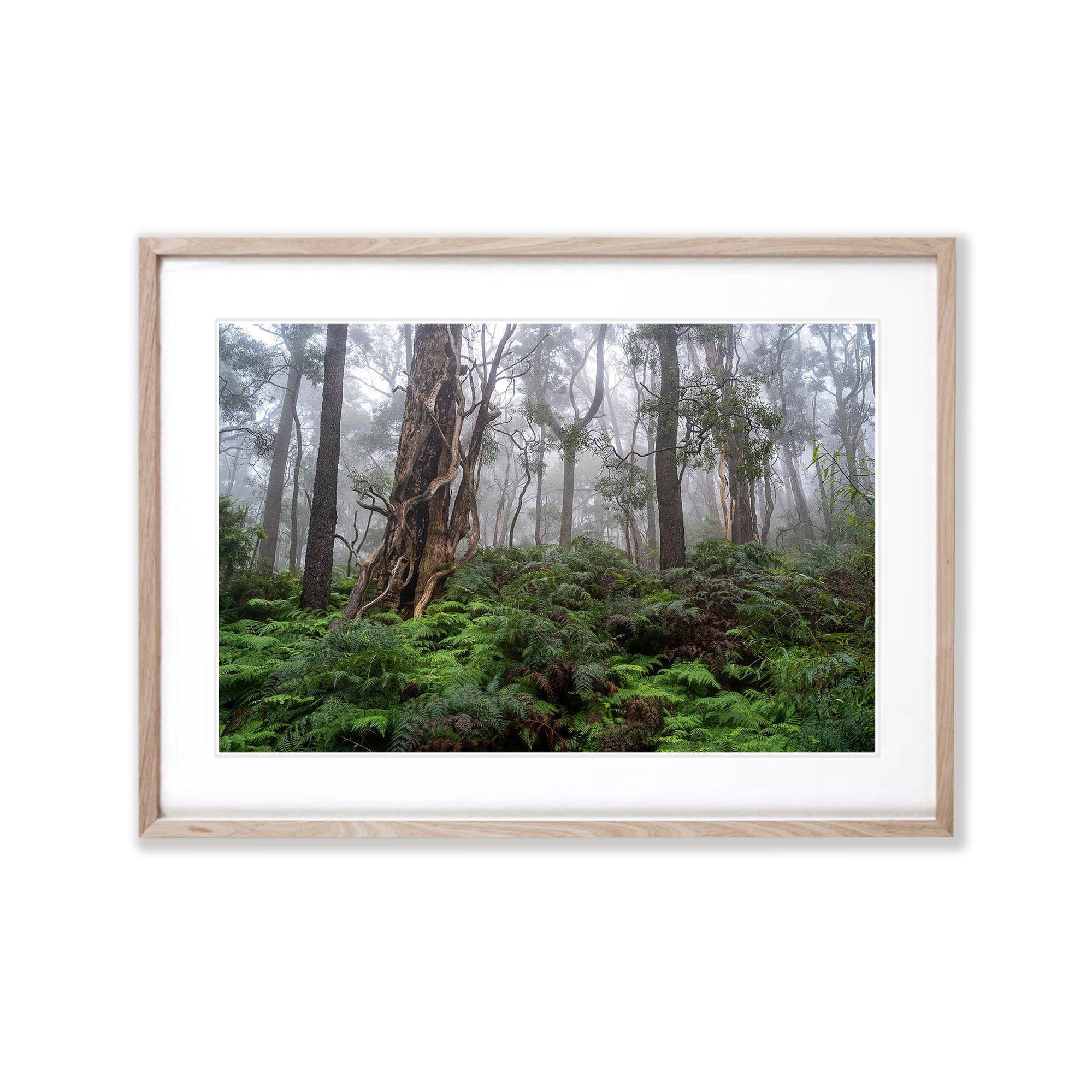 Twisted Forest - Mornington Peninsula, VIC