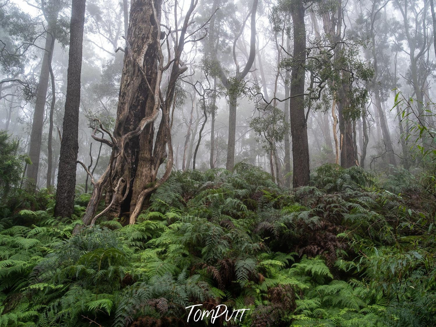 A cool calm forest with blurry top of the trees, Twisted Forest - Mornington Peninsula, VIC