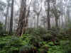 A cool calm forest with blurry top of the trees, Twisted Forest - Mornington Peninsula, VIC