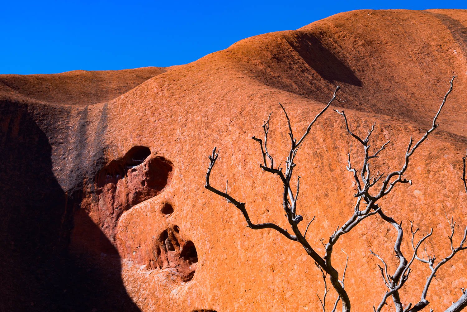 Giant rocky mountain wall with an empty multi-branches tree standing below, Uluru Abstract - Northern Territory