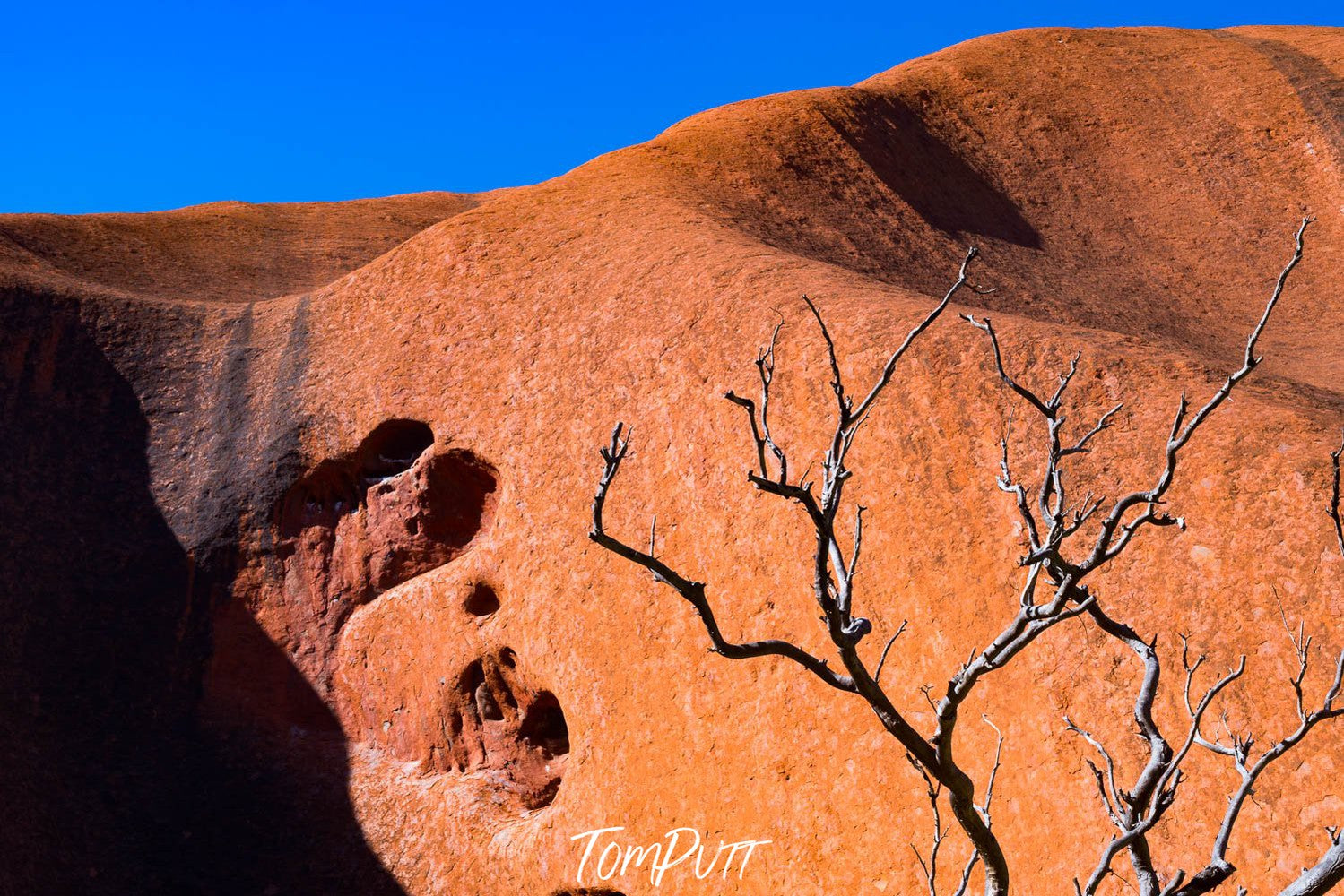 Giant rocky mountain wall with an empty multi-branches tree standing below, Uluru Abstract - Northern Territory