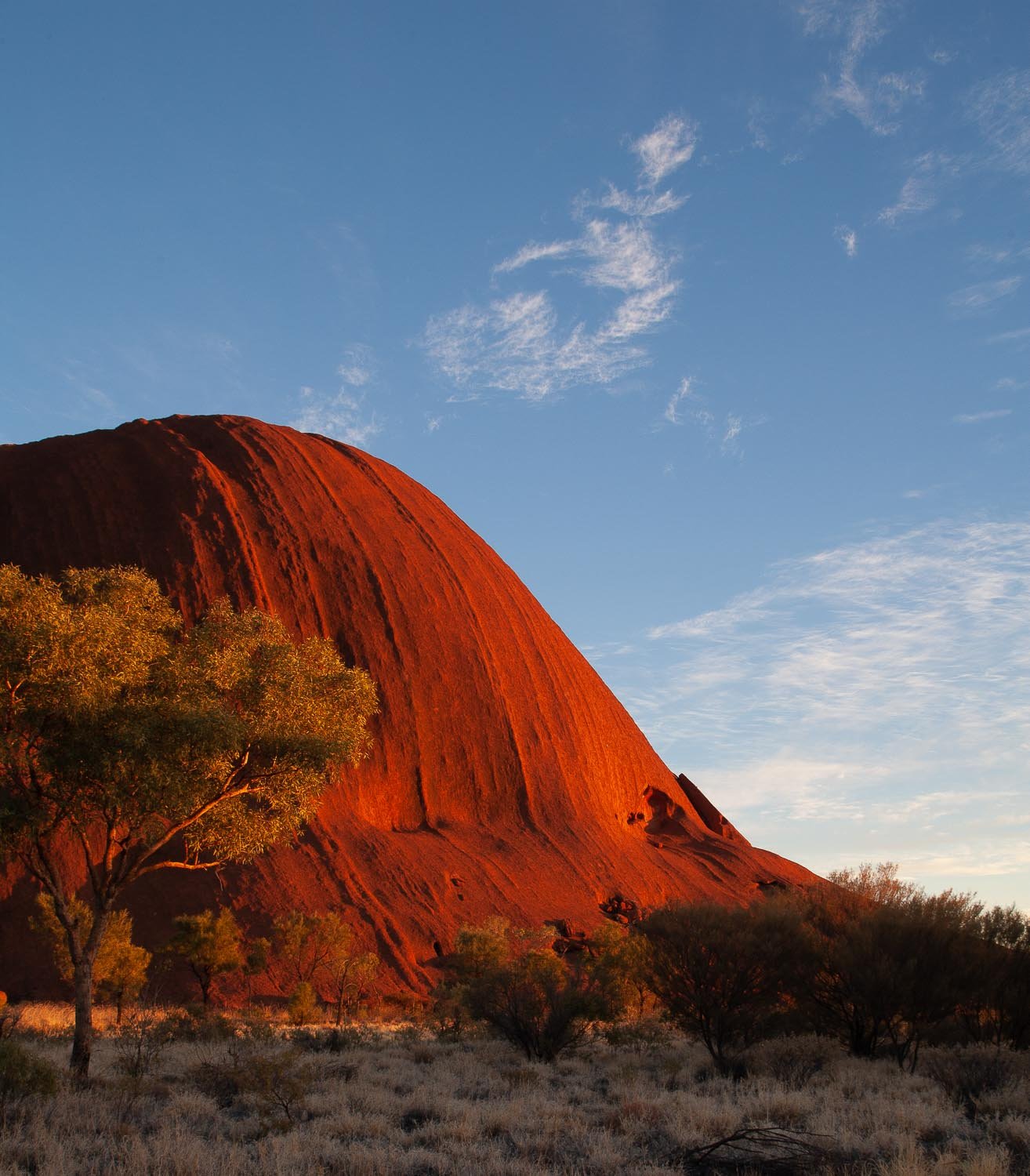 Burning orange color mountain with some bushes and plants on the ground below, Uluru Glow at sunrise - Northern Territory