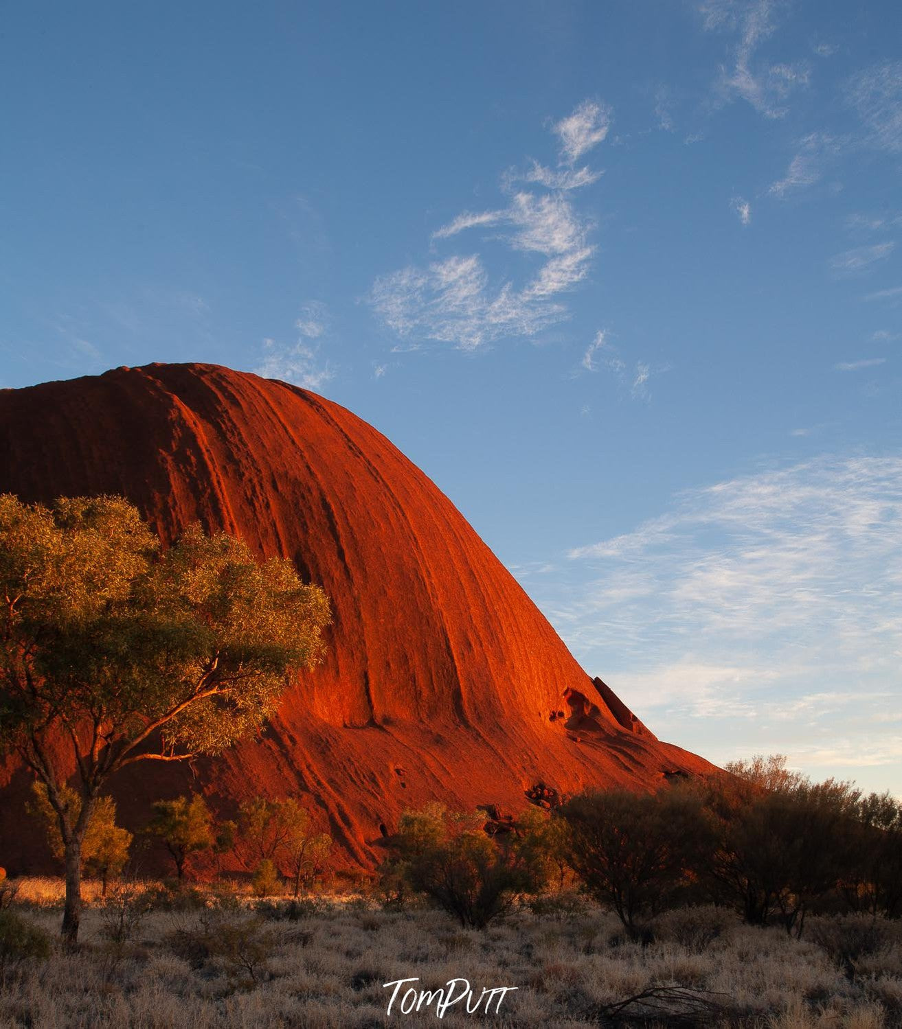 Burning orange color mountain with some bushes and plants on the ground below, Uluru Glow at sunrise - Northern Territory