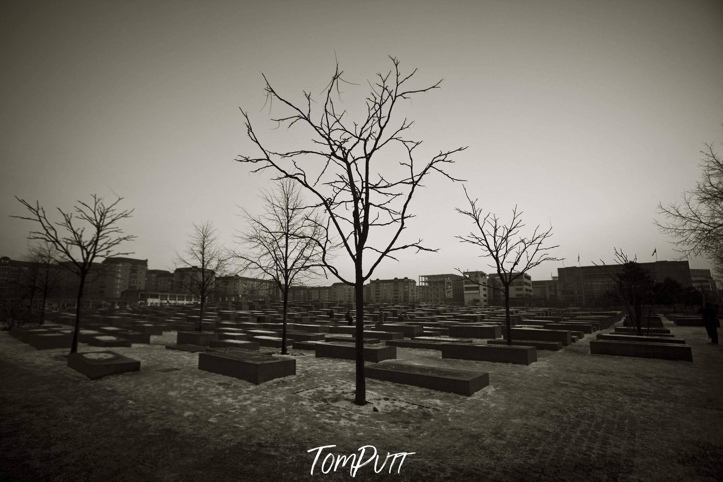 Dark empty standing trees in a graveyard