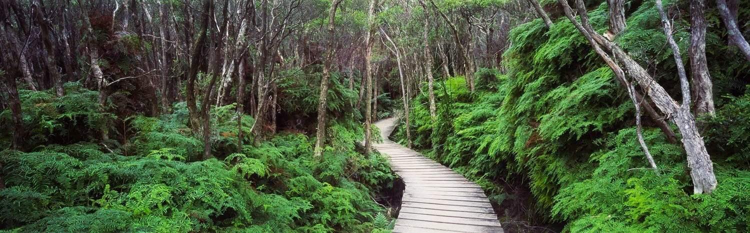 A clean pathway between thick trees and plants in a forest, Walkway - Wilson's Promontory VIC