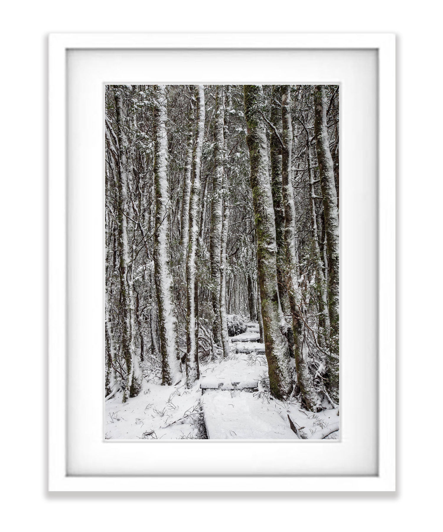 Walkway through the Snow-Covered Forest, Cradle Mountain, Tasmania