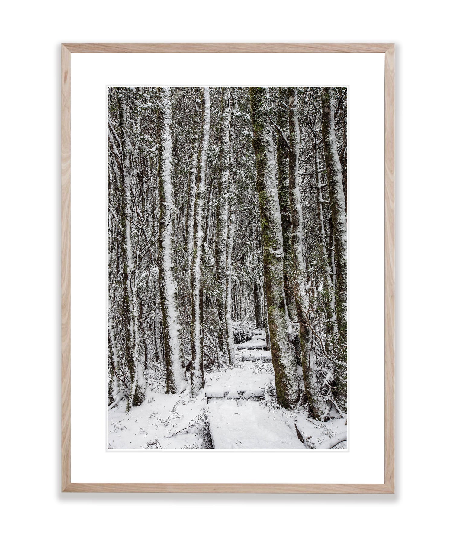 Walkway through the Snow-Covered Forest, Cradle Mountain, Tasmania
