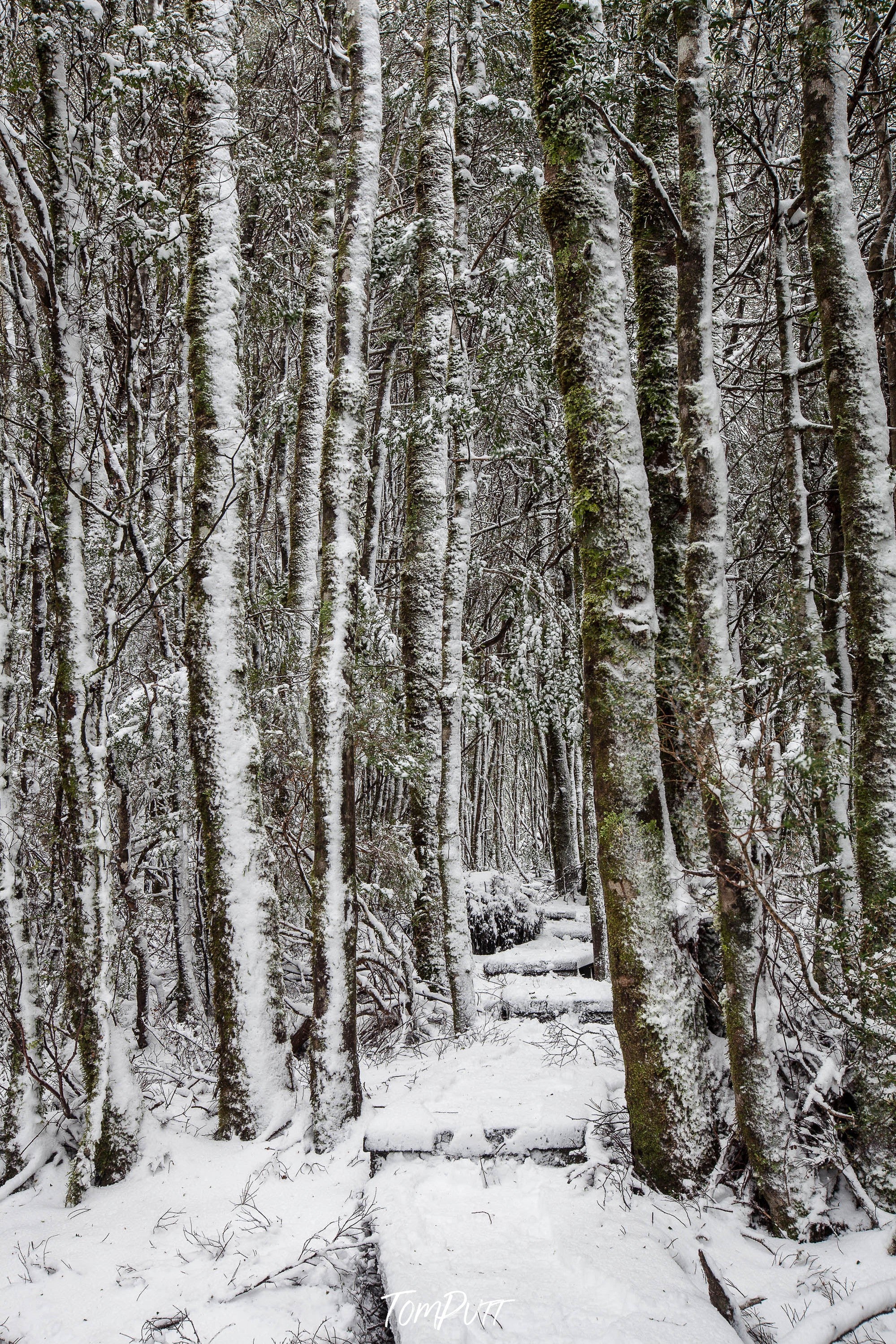 Tall-standing trees in a jungle with the ground covered in the snow, Walkway through the Snow-Covered Forest, Cradle Mountain, Tasmania 