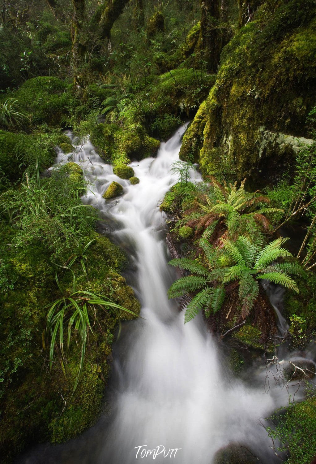 A narrow waterfall from thick greenery of the mound, Waterfall, Routeburn Track - New Zealand 