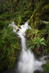 A narrow waterfall from thick greenery of the mound, Waterfall, Routeburn Track - New Zealand 