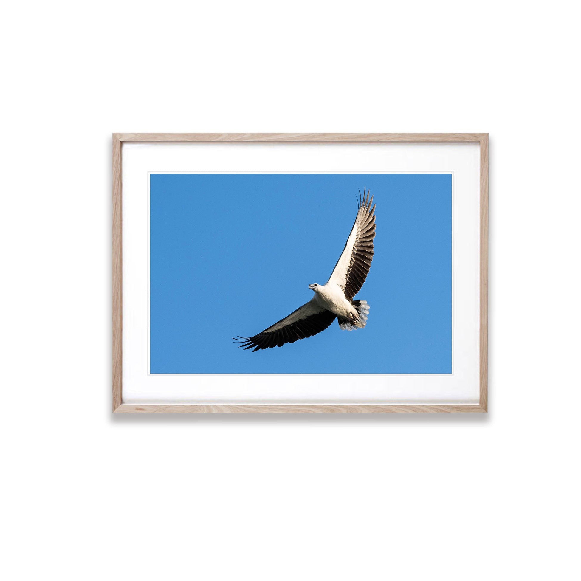 White-Bellied Sea Eagle Soaring