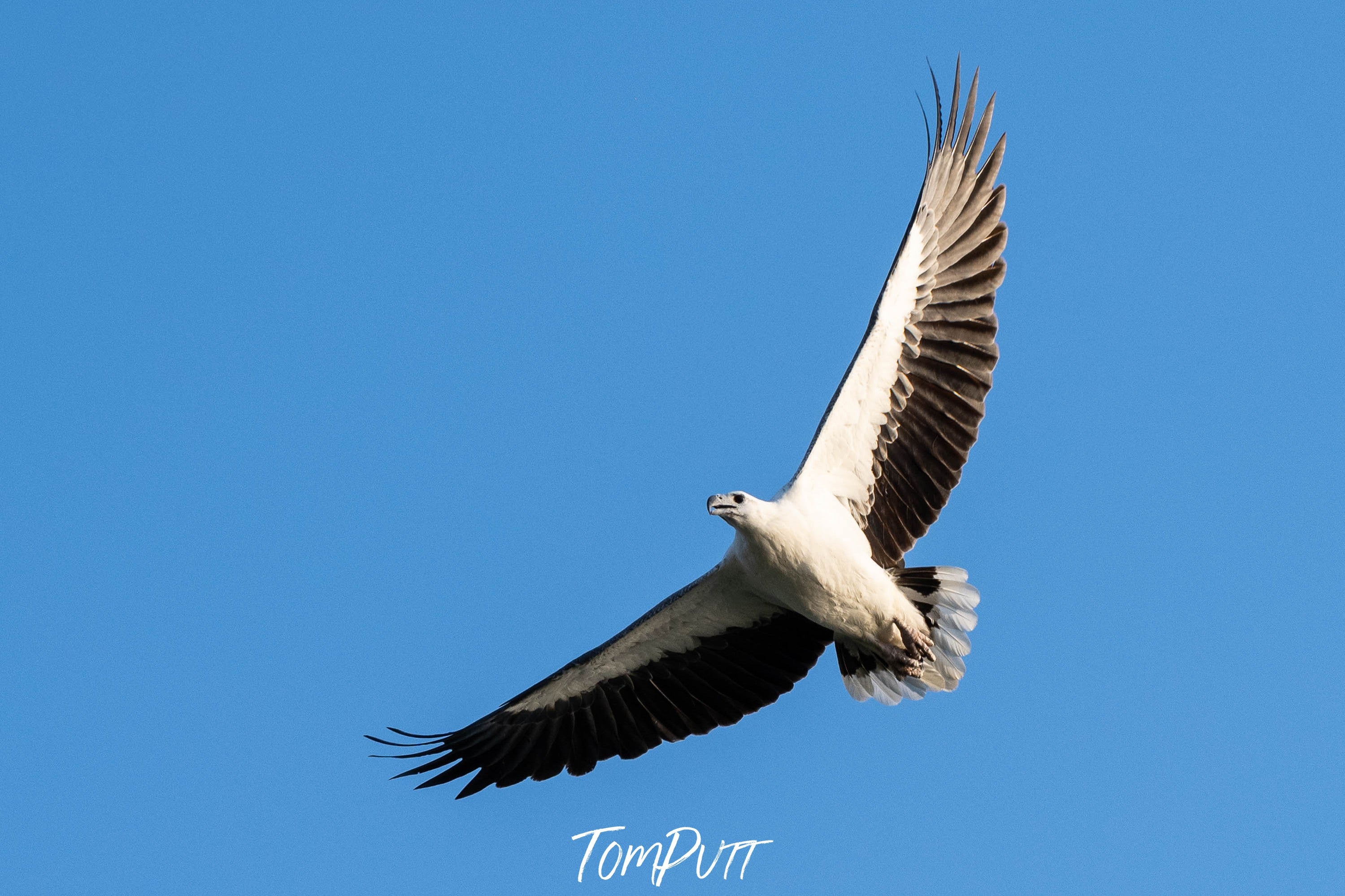 White-Bellied Sea Eagle Soaring