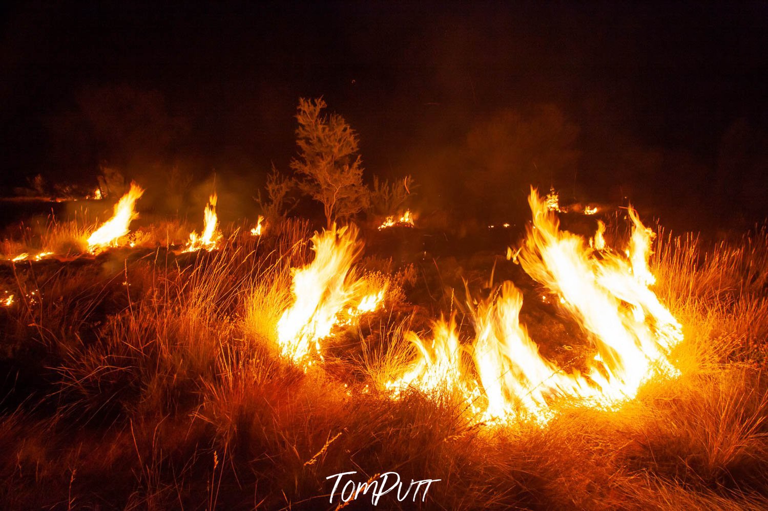 Long forest grass and bushes underfire, Wildfire #2, West MacDonnell Ranges - Northern Territory