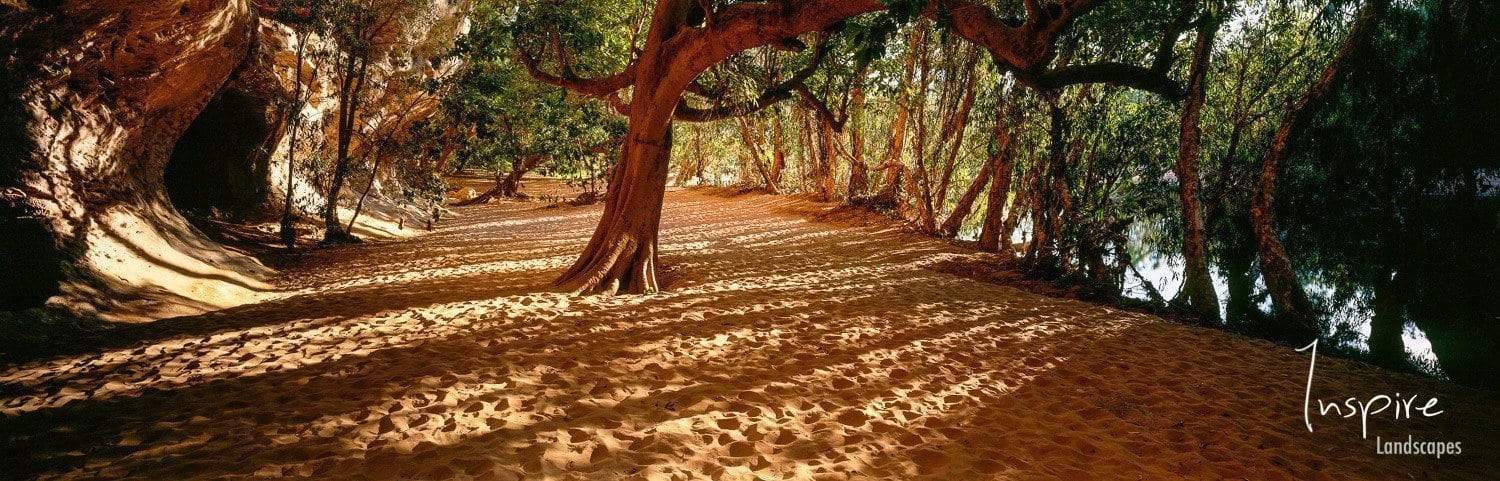 A sandy pathway between a forest with trees on both sides and a tree in between, Windjana Light - The Kimberley