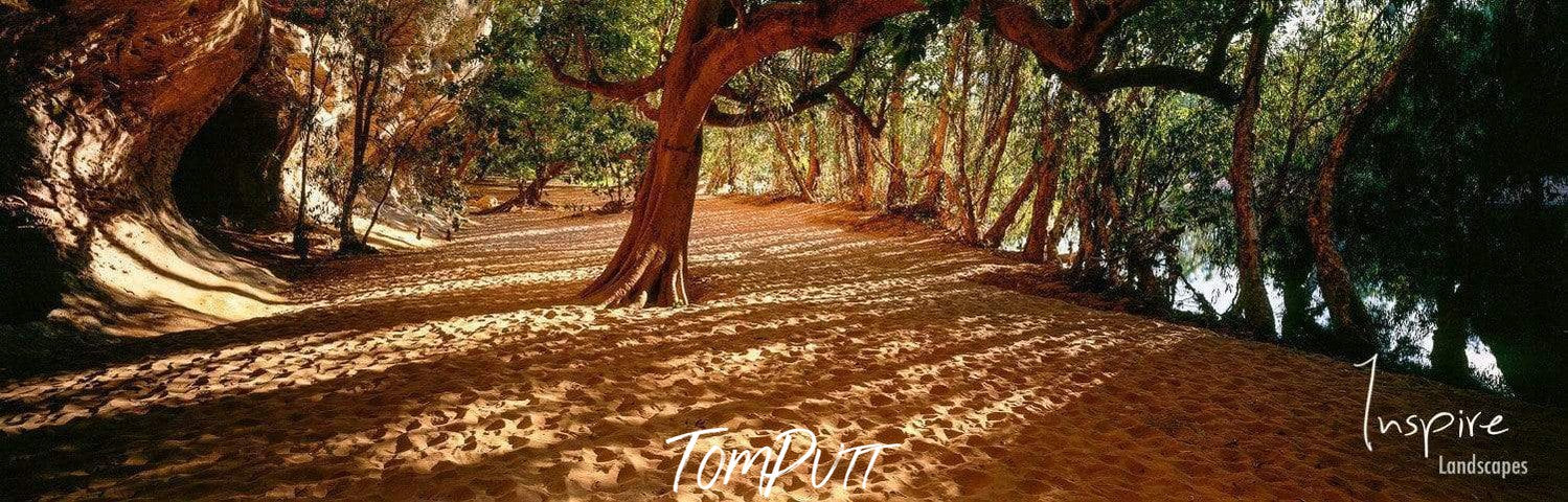 A sandy pathway between a forest with trees on both sides and a tree in between, Windjana Light - The Kimberley