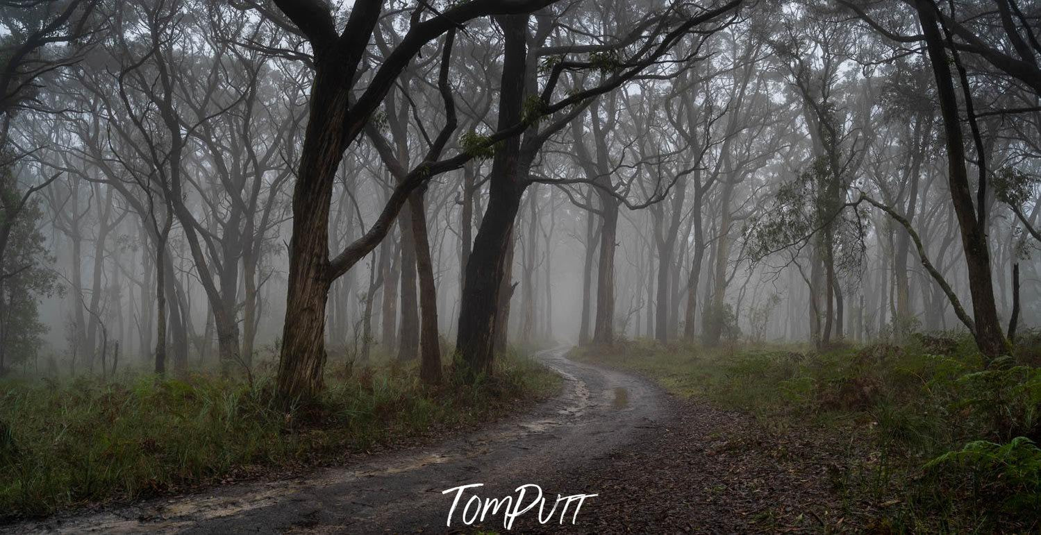 A pathway between the trees in the cool forest, Winter Fog Arthurs Seat, Mornington Peninsula, VIC