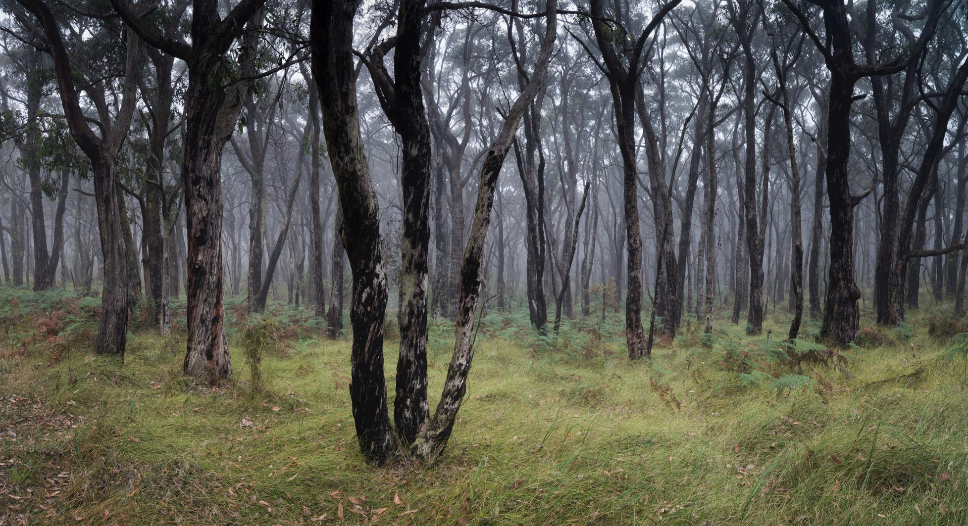 A green grassy surface with some nested branched trees, Winter Fog, Mornington Peninsula, VIC