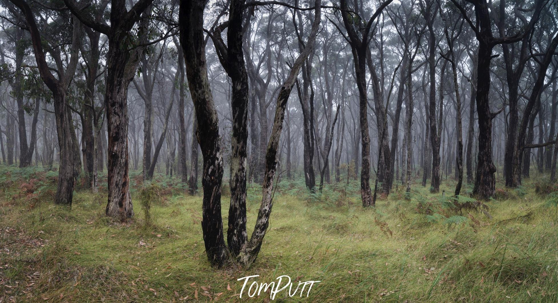 A green grassy surface with some nested branched trees, Winter Fog, Mornington Peninsula, VIC