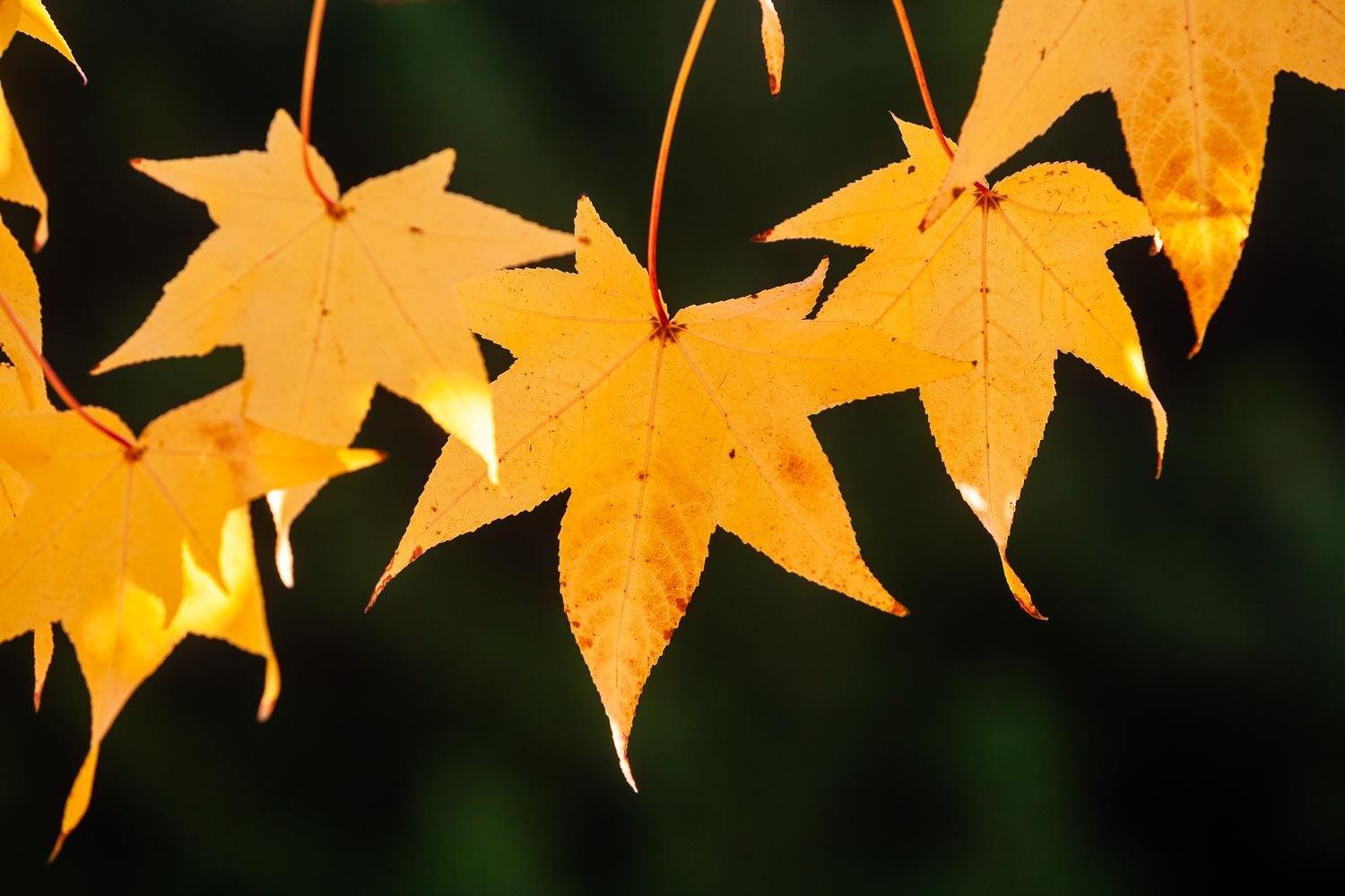 A bright close-up shot of branch with orange star-shaped autumn leaves, Yellow Dancers - Bright VIC
