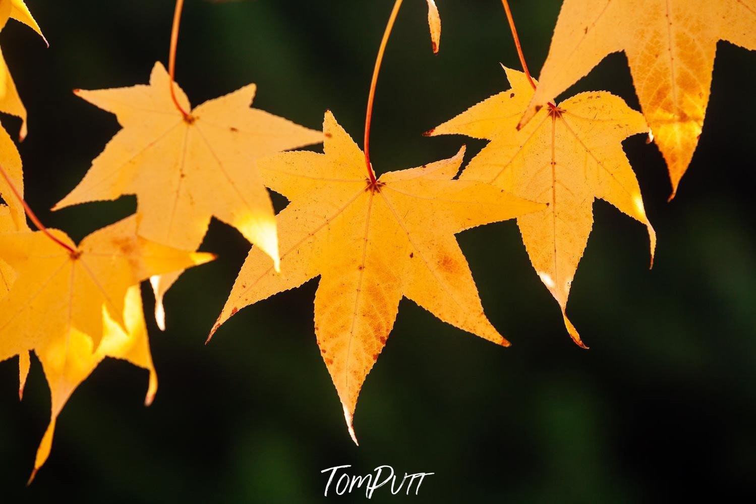 A bright close-up shot of branch with orange star-shaped autumn leaves, Yellow Dancers - Bright VIC