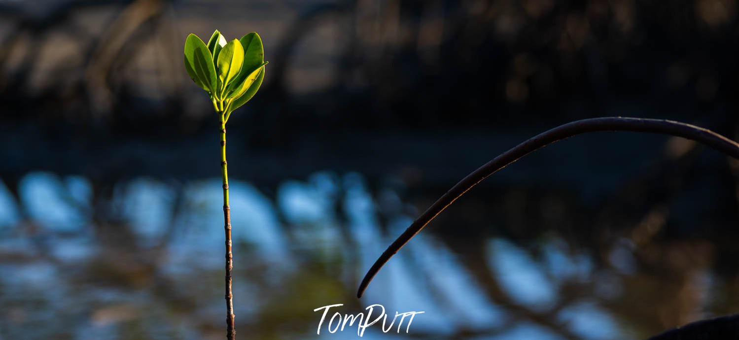 Close-up shot of a growing mangrove flower, Young Growing Mangrove, Far North Queensland