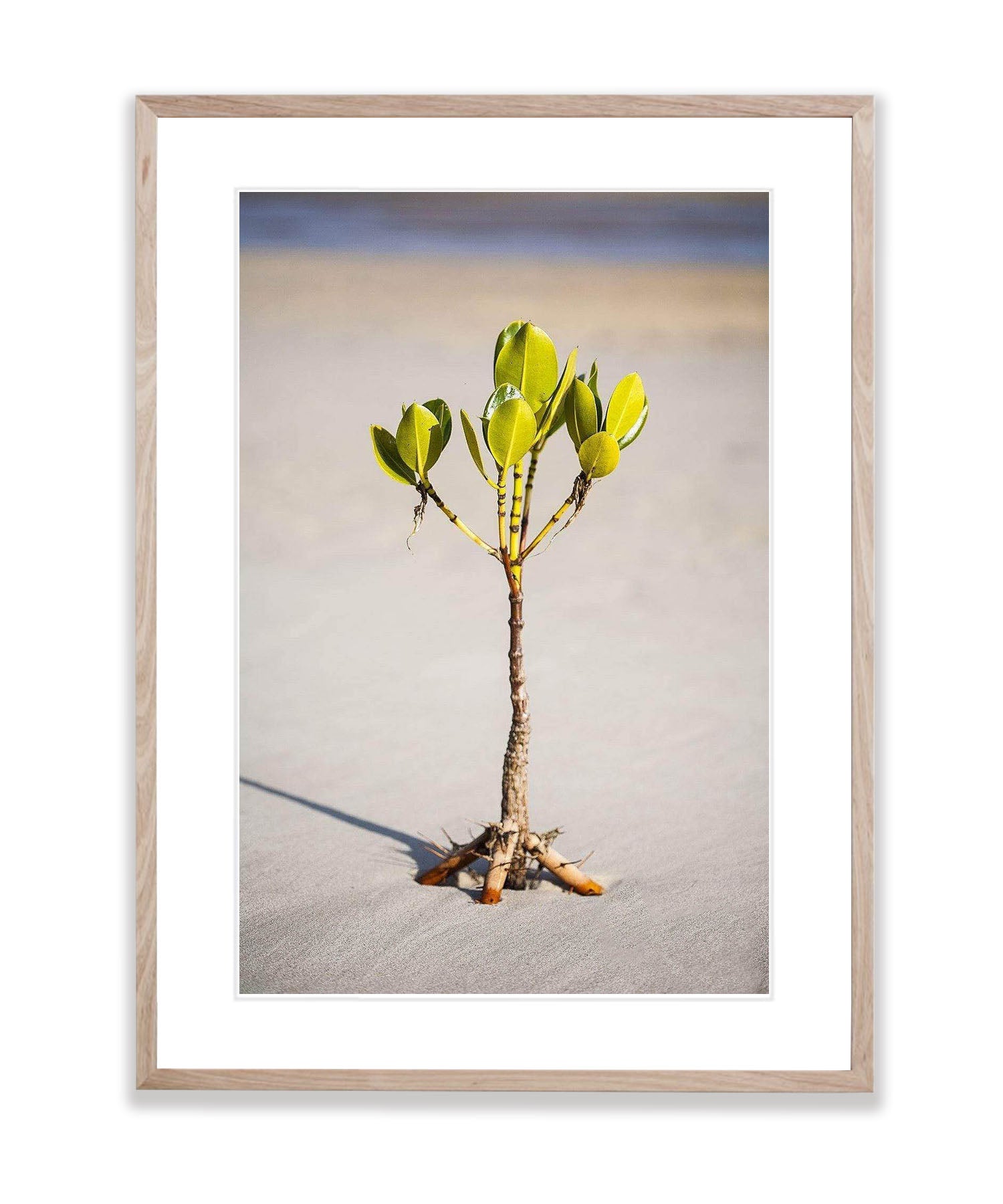 Young Mangrove Tree - Fraser Island QLD